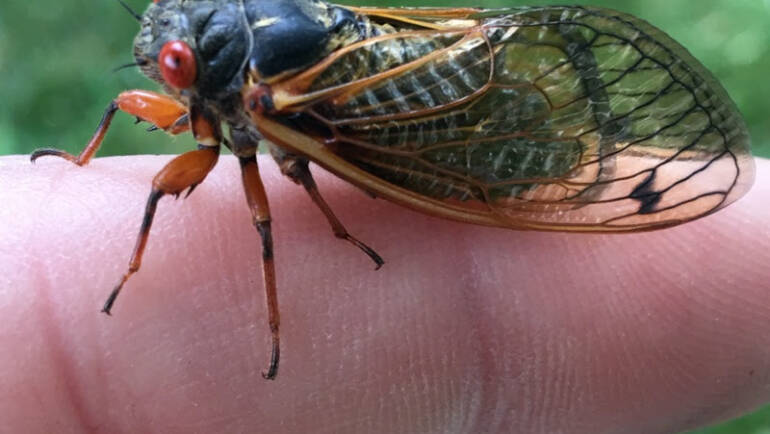 The cicadas are coming! Panic? Prepare? Roll with it?